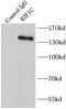 Kinesin Family Member 1C antibody, FNab04556, FineTest, Immunoprecipitation image 