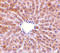 Perilipin 3 antibody, 3881, ProSci, Immunohistochemistry frozen image 