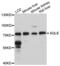 Squalene Epoxidase antibody, PA5-76523, Invitrogen Antibodies, Western Blot image 