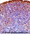 Glycogen Synthase Kinase 3 Alpha antibody, abx028353, Abbexa, Immunohistochemistry paraffin image 