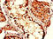 COP9 Signalosome Subunit 7B antibody, CSB-PA872526LA01HU, Cusabio, Immunohistochemistry frozen image 