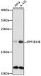 Protein Phosphatase 1 Regulatory Inhibitor Subunit 14B antibody, 15-664, ProSci, Western Blot image 