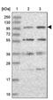 Kinesin Family Member 18A antibody, PA5-58728, Invitrogen Antibodies, Western Blot image 