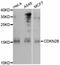 Cyclin Dependent Kinase Inhibitor 2B antibody, STJ23080, St John