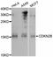 MTS2 antibody, STJ23080, St John