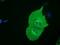 SH3 Domain Containing GRB2 Like 1, Endophilin A2 antibody, NBP2-02834, Novus Biologicals, Immunofluorescence image 