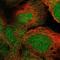 Sorting Nexin 10 antibody, NBP1-86456, Novus Biologicals, Immunofluorescence image 