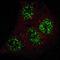 GATA Binding Protein 6 antibody, LS-C163614, Lifespan Biosciences, Immunofluorescence image 
