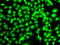 COP9 Signalosome Subunit 2 antibody, LS-B12914, Lifespan Biosciences, Immunofluorescence image 