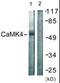 Calcium/Calmodulin Dependent Protein Kinase IV antibody, orb96005, Biorbyt, Western Blot image 