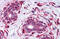 Lysine Demethylase 3B antibody, MBS243199, MyBioSource, Immunohistochemistry frozen image 