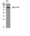 Polo Like Kinase 1 antibody, A00182T210-2, Boster Biological Technology, Western Blot image 