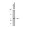 Wnt Family Member 2 antibody, AF3464, R&D Systems, Western Blot image 