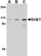 Glutamate receptor, ionotropic kainate 1 antibody, MBS150263, MyBioSource, Western Blot image 