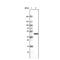 Citrate synthase, mitochondrial antibody, NBP2-36771, Novus Biologicals, Western Blot image 