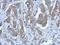 Purinergic receptor antibody, LS-C155588, Lifespan Biosciences, Immunohistochemistry paraffin image 