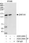 Zinc Finger Protein 316 antibody, A303-249A, Bethyl Labs, Immunoprecipitation image 