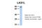 LAS1 Like, Ribosome Biogenesis Factor antibody, 28-149, ProSci, Western Blot image 