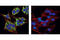 Eukaryotic Translation Initiation Factor 4 Gamma 1 antibody, 2498S, Cell Signaling Technology, Immunofluorescence image 