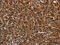 Immunity Related GTPase M antibody, CSB-PA071110, Cusabio, Immunohistochemistry frozen image 