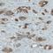 Nicotinate Phosphoribosyltransferase antibody, NBP2-52954, Novus Biologicals, Immunohistochemistry frozen image 