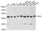 Phosphoglycerate Kinase 2 antibody, A08946, Boster Biological Technology, Western Blot image 