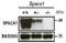 Sperm Acrosome Associated 1 antibody, GTX00749, GeneTex, Western Blot image 