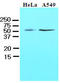 Kruppel Like Factor 4 antibody, LS-B2966, Lifespan Biosciences, Western Blot image 