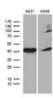 E74 Like ETS Transcription Factor 3 antibody, LS-C799876, Lifespan Biosciences, Western Blot image 