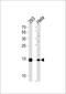 Small Ubiquitin Like Modifier 2 antibody, MBS9212829, MyBioSource, Western Blot image 