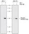 AKT1 Substrate 1 antibody, MAB6890, R&D Systems, Western Blot image 