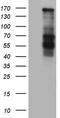 Collagen Type III Alpha 1 Chain antibody, LS-C796276, Lifespan Biosciences, Western Blot image 