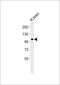 Adhesion G Protein-Coupled Receptor F1 antibody, PA5-72423, Invitrogen Antibodies, Western Blot image 