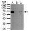 SMAD2 antibody, PA5-29237, Invitrogen Antibodies, Immunoprecipitation image 