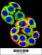 Protein Kinase C Alpha antibody, 63-524, ProSci, Immunofluorescence image 