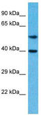 Transcription Factor 7 antibody, TA329279, Origene, Western Blot image 