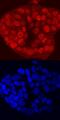 T-Box 2 antibody, MAB50401, R&D Systems, Immunofluorescence image 