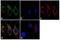 Transthyretin antibody, LF-MA0228, Invitrogen Antibodies, Immunofluorescence image 