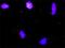 CDR antibody, H00000862-D01P, Novus Biologicals, Proximity Ligation Assay image 