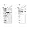 Homeobox And Leucine Zipper Encoding antibody, NBP1-81405, Novus Biologicals, Western Blot image 