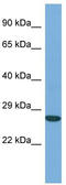 Actin-like protein 6A antibody, TA345058, Origene, Western Blot image 