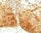 Keratin 14 antibody, 33-168, ProSci, Immunohistochemistry frozen image 