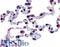 GPR43 antibody, LS-A6599, Lifespan Biosciences, Immunohistochemistry paraffin image 