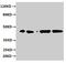 ERGIC And Golgi 3 antibody, CSB-PA896688LA01HU, Cusabio, Western Blot image 