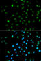 RNA Polymerase II Subunit A antibody, 18-506, ProSci, Immunofluorescence image 