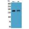 Protein Tyrosine Phosphatase Receptor Type J antibody, LS-C387152, Lifespan Biosciences, Western Blot image 