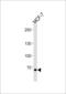 TSPY Like 2 antibody, LS-C204009, Lifespan Biosciences, Western Blot image 