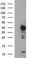Indoleamine 2,3-Dioxygenase 1 antibody, TA506378, Origene, Western Blot image 