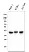 C-C Motif Chemokine Receptor 2 antibody, M00158-1, Boster Biological Technology, Western Blot image 