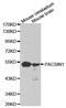 Syndapin 1 antibody, abx126993, Abbexa, Western Blot image 